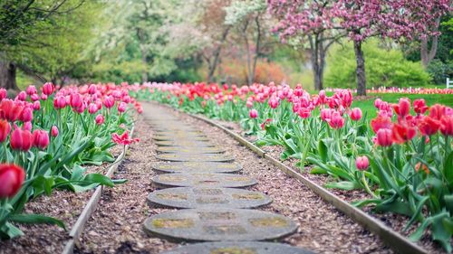 Aproape 9 hectare din fosta platformă siderurgică a combinatului Hunedoara ar putea deveni o grădină urbană / Proiectul Grădinii Urbane „Corvinia” ar urma să fie realizat în apropierea Castelului Corvinilor