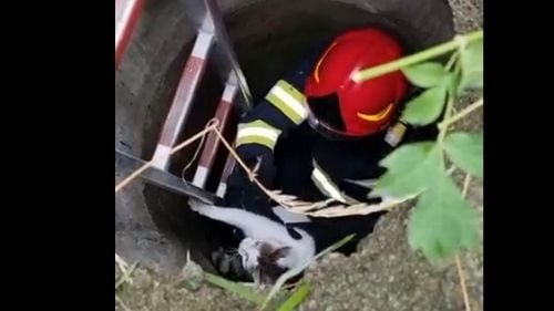 VIDEO Pisică salvată dintr-un canal de pompierii ISU Argeş