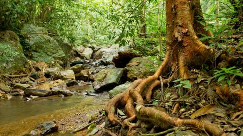 2.300 de hectare de teren din România, incluse în cel mai mare proiect transfrontalier de refacere a ecosistemelor forestiere din Europa