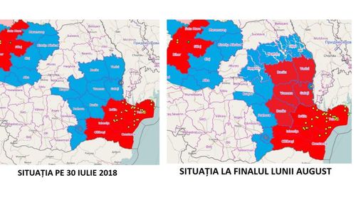 Tolo.ro: Guvernul ascunde proporțiile epidemiei de pestă porcină