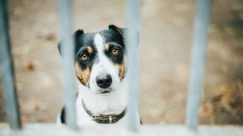 Cât trăiește un câine cu demență. Modalitatea dovedită științific prin care prelungești viața animalului de companie