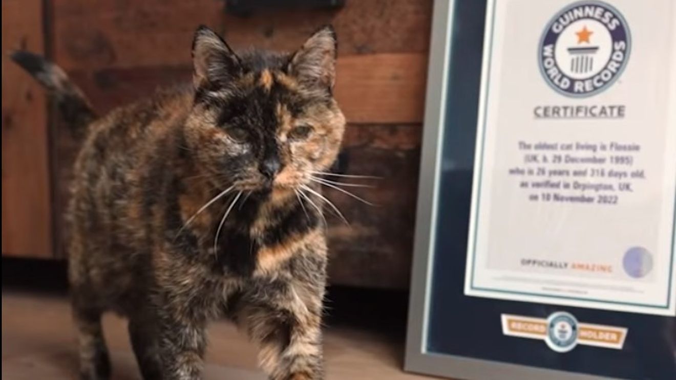 VIDEO Flossie, cea mai bătrână pisică de lume, are 27 de ani