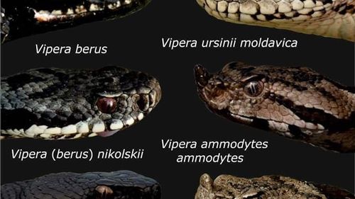 Record de vipere, înregistrat de specialiştii Institutului Naţional Delta Dunării / în zona Perişor-Periteaşca au fost observate 26 de vipere de stepă şi 14 piei năpârlite