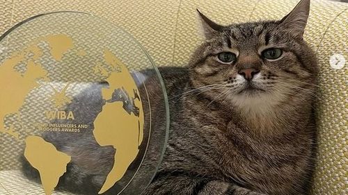 Un motan din Harkov, cu 1, 3 milioane de urmăritori pe Instagram, a strâns mii de dolari pentru adăposturile de animale ucrainene / Stepan a primit un premiu internațional pentru bloggeri