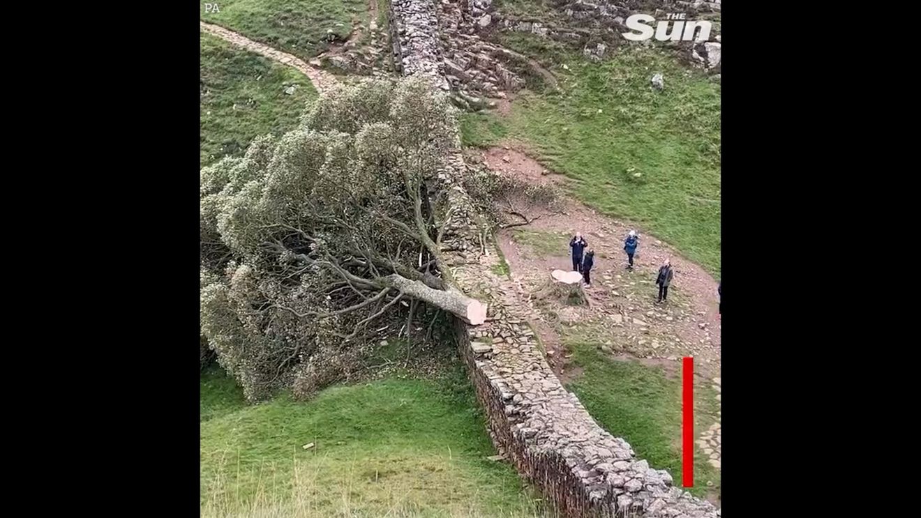 Zidul lui Hadrian, monument UNESCO din nordul Regatului Unit, avariat după doborârea legendarului copac „Sycamore Gap”, vechi de 300 de ani