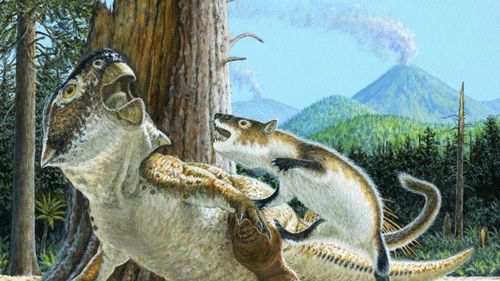 Fosila unui mic mamifer marsupial din perioada dinozaurilor, descoperită în Chile