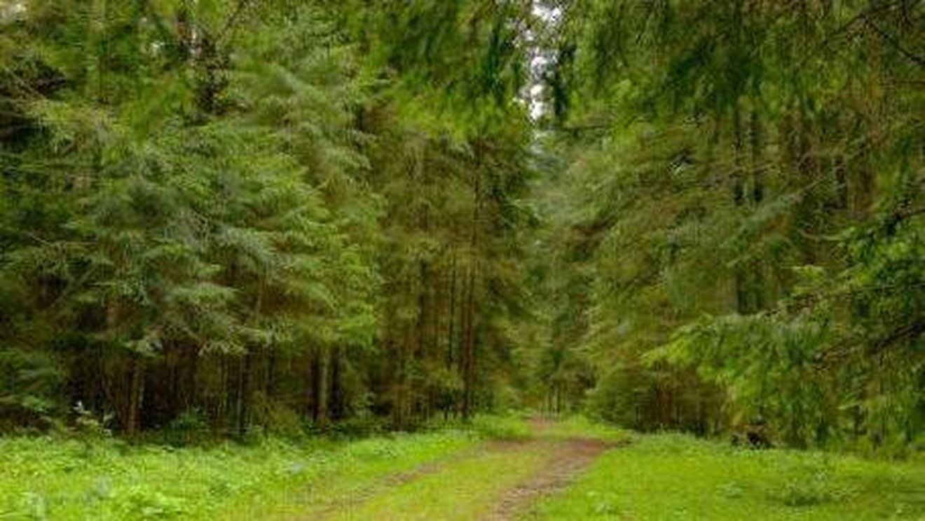 Hotărâre CEDO: Statul român trebuie să restituie în natură 17.000 de hectare Composesoratului Borșa sau să plătească despăgubiri de peste 61 de milioane de euro