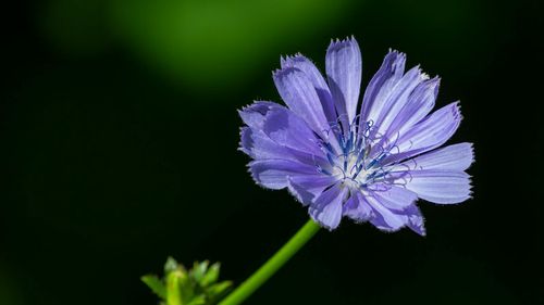 Florile sălbatice din orașe ascund un pericol toxic