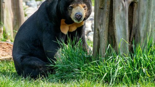 Cel mai mic din lume: Ursul malaezian va fi pus pe harta activiștilor de mediu pentru studiu și protecție/ De ce este considerat ”doctorul” pădurilor tropicale