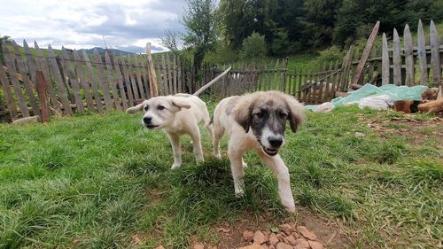 O femeie are de plătit 3000 de lei amendă pentru că a abandonat doi pui de câine în vârstă de trei luni / Amenda maximă pentru abandon poate să ajungă la 12.000 de lei
