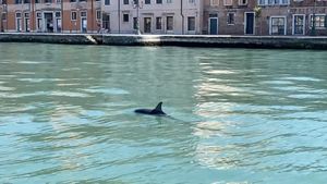 VIDEO Doi delfini, filmaţi în timp ce înotau în Canal Grande din Veneţia