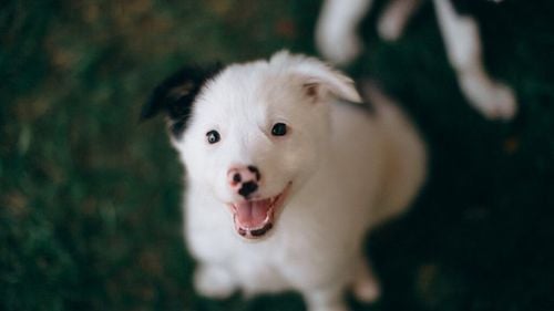 Câinele tău îți poate citi emoțiile mai bine decât oamenii: Când suferi, știe. Când râzi, se bucură