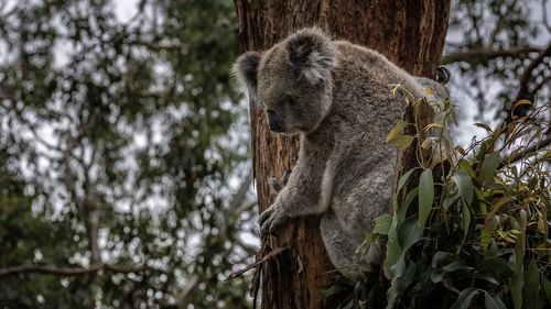 Koala ar putea fi inclus în Australia pe lista animalelor aflate în pericol de dispariţie