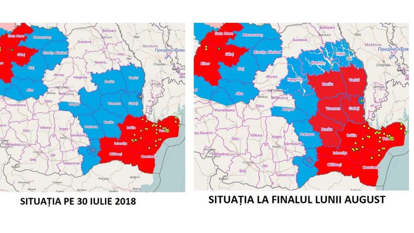 Tolo.ro: Guvernul ascunde proporțiile epidemiei de pestă porcină