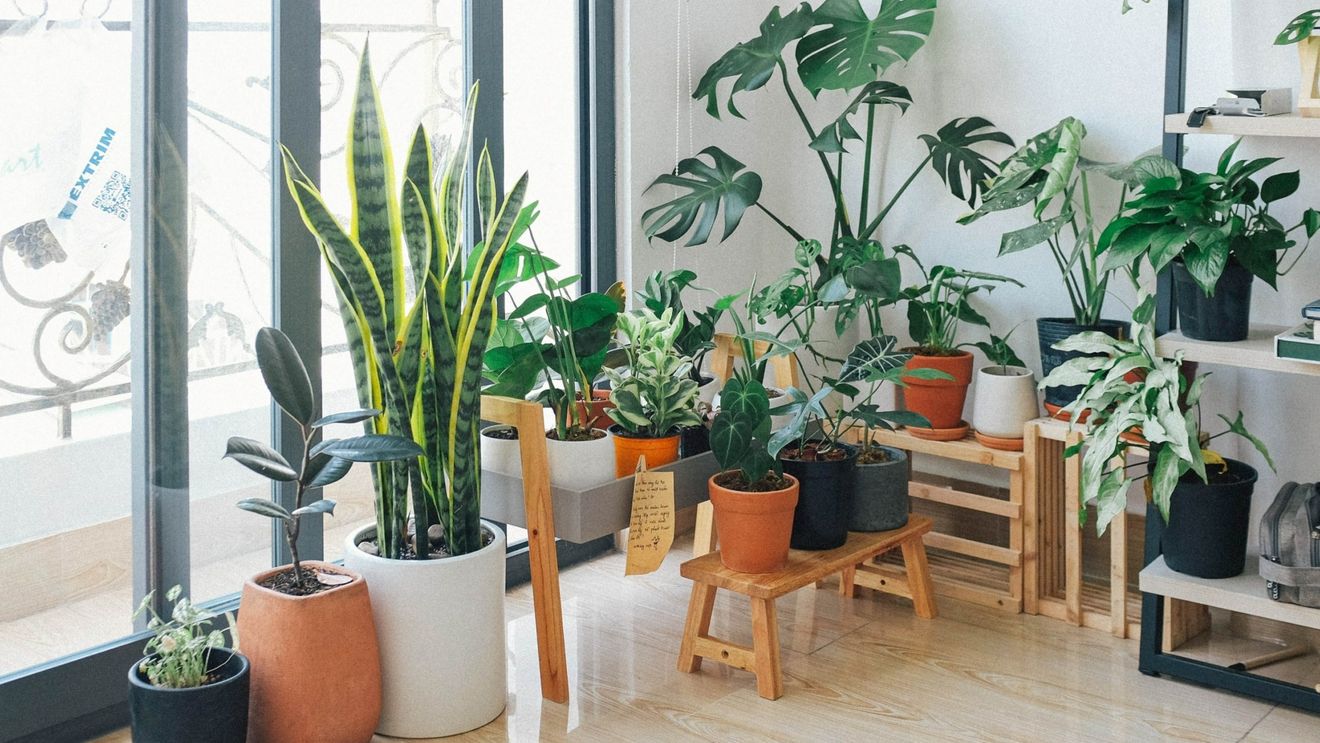 Pot plantele de apartament să purifice aerul din locuință? Studiile demostrează că nu influențează prea mult calitatea aerului