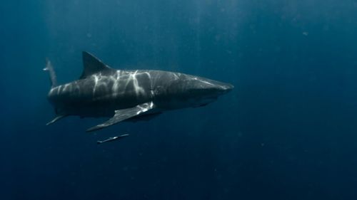 Mai multe plaje închise în Sydney după ce un surfer a fost ucis de ”un rechin mare”