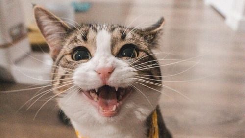 19 lucruri mai puțin cunoscute, dar pe care orice iubitor de pisici trebuie să le știe/ Despre micii psihopați de care ne îndrăgostim zilnic