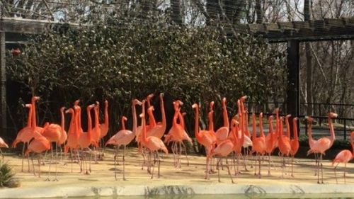 O vulpe a pătruns într-o grădină zoologică din Washington și a omorât 25 de flamingo