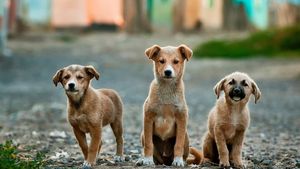 Poliția Animalelor a salvat 25 de câini ținuți în condiții improprii de o femeie din Bacău