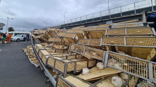 VIDEO Trafic blocat după ce un tir încărcat cu peste 6000 de pui vii s-a răsturnat pe Centura Oradiei. Păsările au ajuns pe carosabil