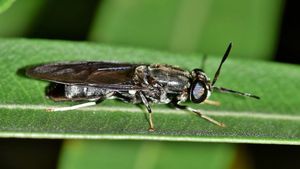 Fermă uriașă de insecte în Franța: Cum transformă 10 miliarde de larve deșeurile alimentare în proteine