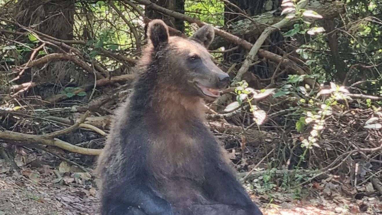 FOTO VIDEO Un turist cu mașina pe Transfăgărășan a întâlnit 16 urși într-o singură zi pe marginea drumului 
