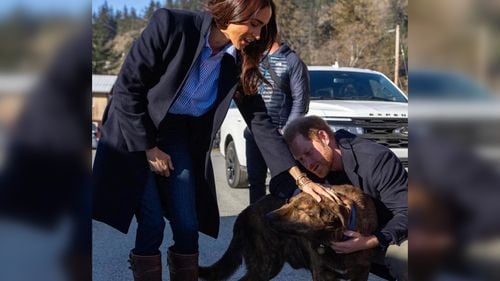 Meghan Markle ar putea vinde hrană de câini și semințe pentru păsări sub brandul ei de lux American Riviera Orchard / Marca ARO, folosită de Metro în Europa, este luată în calcul