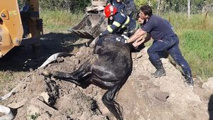 Cal salvat în Iași după ce a căzut într-o fântână / A fost ridicat cu buldoexcavatorul