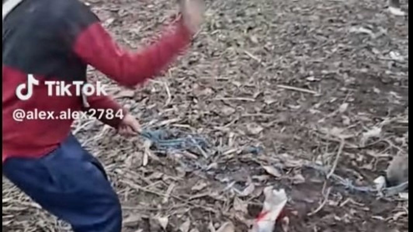 Anchetă a Poliţiei, după ce un copil de 12 ani a fost filmat în timp ce bate cu biciul o pisică pe care o ţine legată, iar imaginile au fost postate pe TikTok