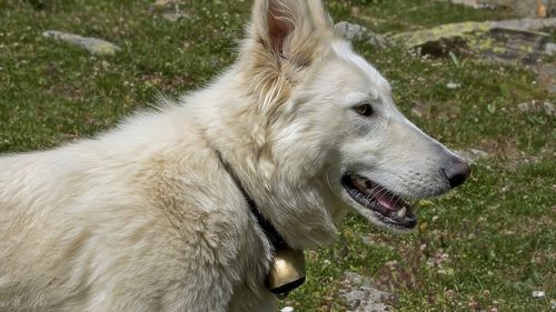 Cioban reclamat că își bate câinii cu parul, reținut în arestul IPJ Suceava