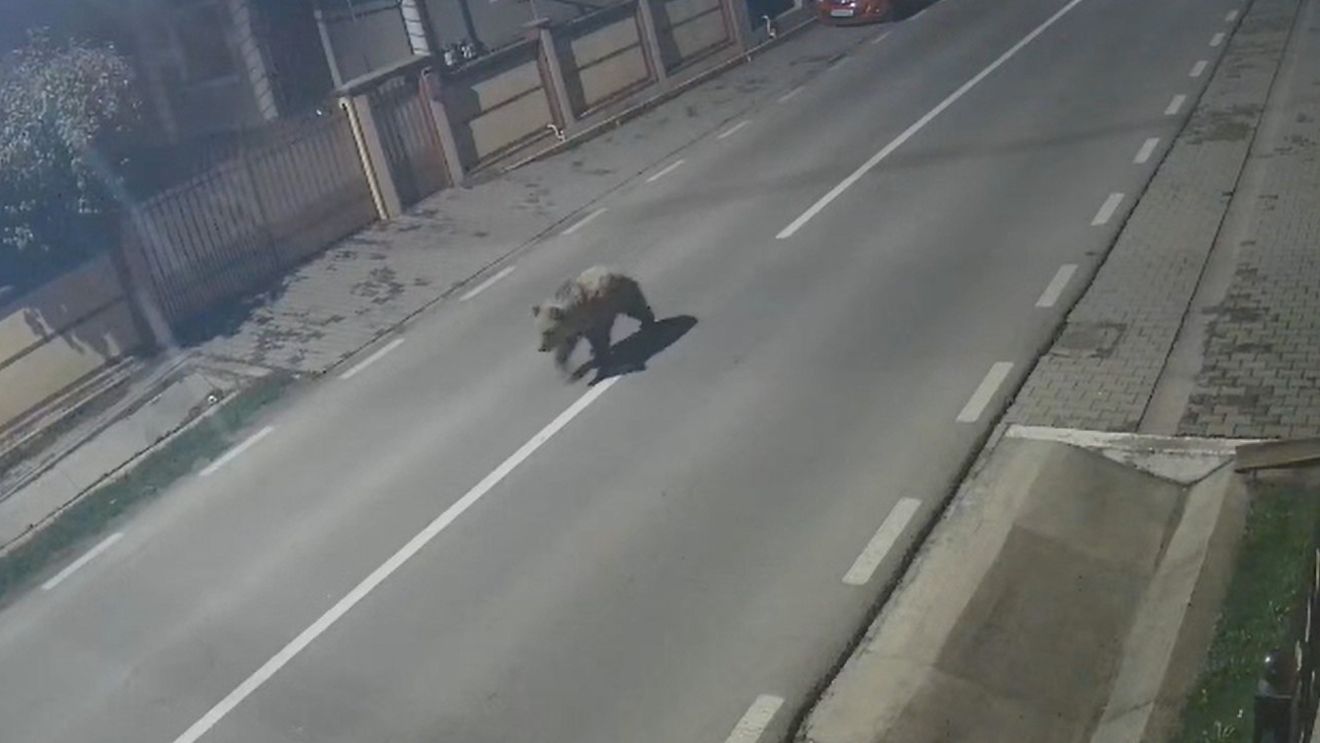 VIDEO Locuitorii unei comune din Alba și-au păzit străzile pe timpul nopții, de frica unui urs filmat în zonă cu o seară înainte