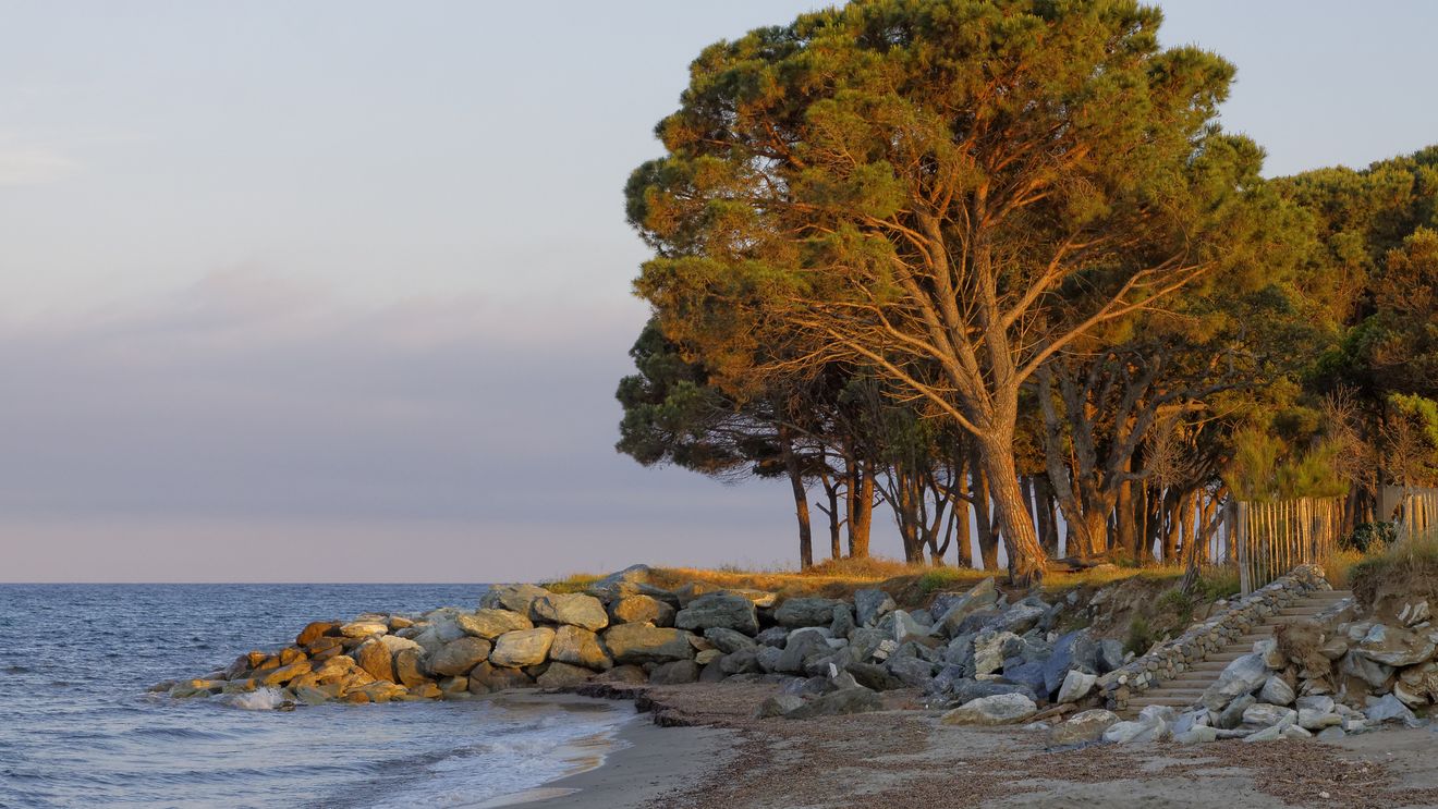 Ministerul Mediului pregătește perdele forestiere pe plajele din Mamaia–Năvodari / Proiect pilot cu pini umbrelă (Pinus pinea) și arbori adaptați litoralului pentru umbră naturală și stabilizarea nisipului