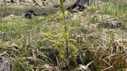 Argeș: Peste 350.000 de puieţi de arbori au fost plantaţi pe o suprafaţă de 60 de hectare în ultimul an în zona Dobroneagu de pe Valea Vâlsanului,