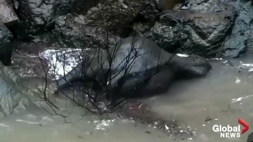 VIDEO Șase elefanți găsiți înecați într-o cascadă din Thailanda, după ce au încercat să salveze un pui