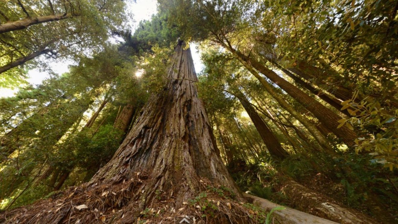 „Hyperion”. Turiștii care se aventurează într-un parc național din California pentru a vedea cel mai înalt copac din lume riscă amenzi de 5.000 de dolari și până la șase ani de închisoare