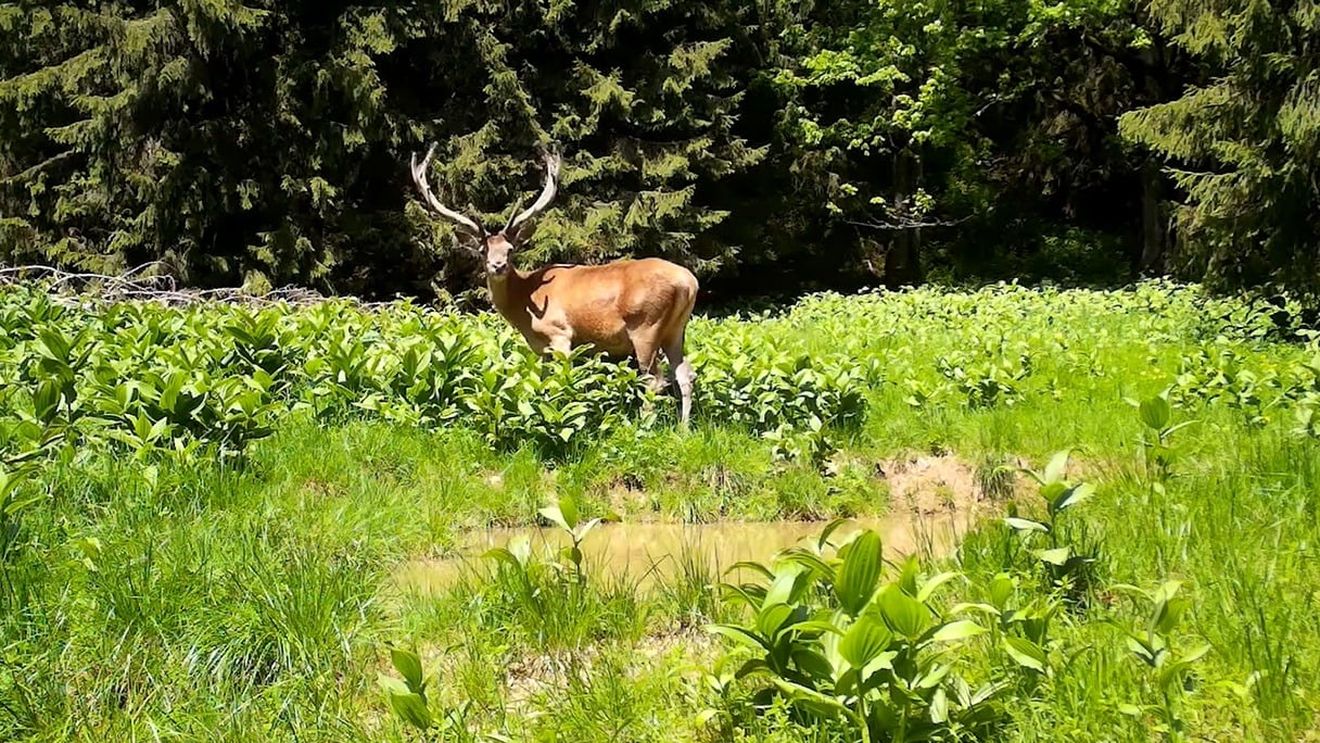 Cercetătorii UBB Cluj: Carpații se transformă / Aproape jumătate din zonele alpine s-au „înverzit” în ultimele 4 decenii / Este o transformare rapidă