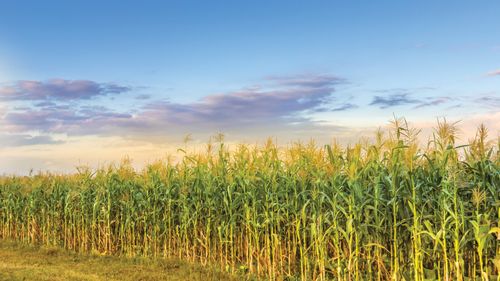 VIDEO | România a pierdut 1 milion de hectare de porumb, în 3 ani / „Fermierii își doresc culturi profitabile, dar schimbările climatice nu mai permit”