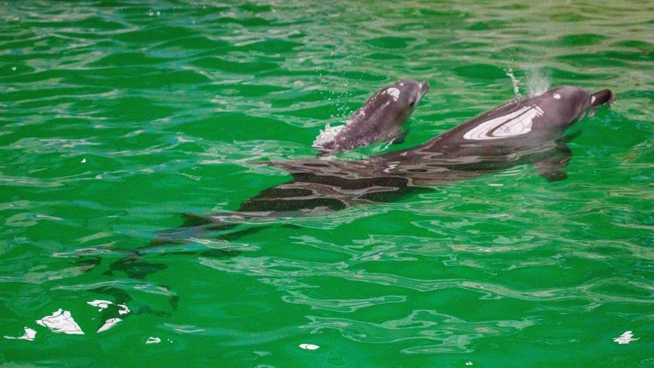 A murit “Baby”, primul pui de delfin născut la Constanța / Peste jumătate din puii de delfin născuți în captivitate la nivel mondial nu supraviețuiesc mai mult de un an