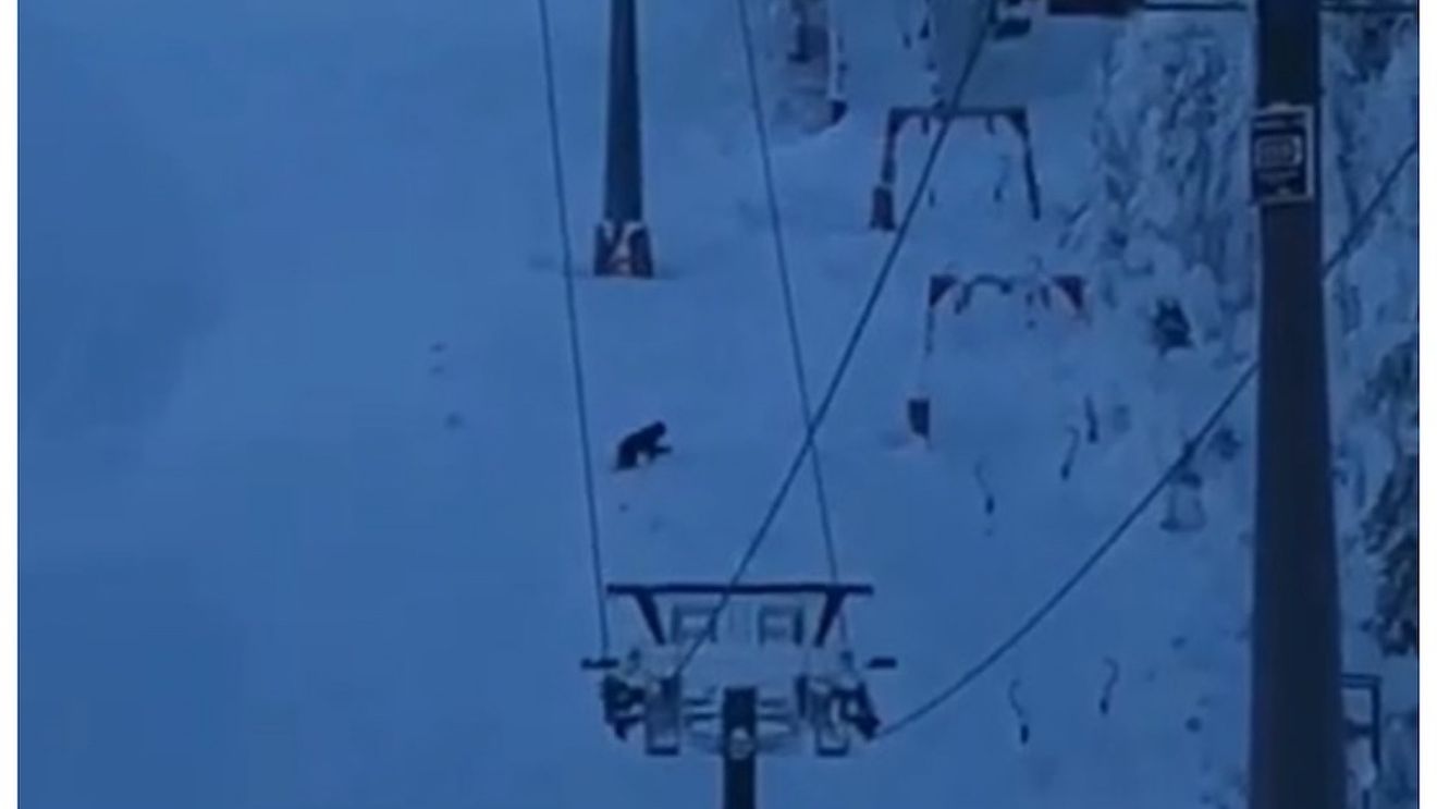 Urs filmat pe pârtie, în Poiana Brașov / Ursul traversează pârtia şi merge pe sub o instalaţie de cablu