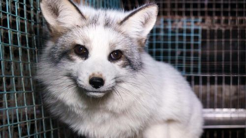 Industria blănurilor din Uniunea Europeană este neprofitabilă de ani de zile și îi costă pe cetățenii europeni aproximativ 446 milioane de euro pe an, arată un nou raport