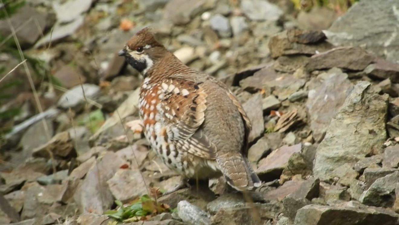 VIDEO O pasăre rară a reapărut în Parcul Natural Bucegi, după o lungă absență / Ierunca, sau găinușa de alun, este extrem de greu de găsit în mediul său natural