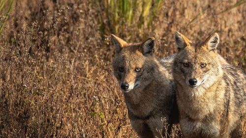 STUDIU Numărul șacalilor din România a crescut în ultimii 20 de ani de la 1.300 de exemplare la 41.000 / „Nu există un ecosistem sănătos fără răpitori. Aşa funcţionează lumea noastră” / Ciobanii sunt sfătuiți să-și ia câini de talie mare