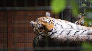O îngrijitoare de animale a fost atacată de un tigru într-un parc tematic din Australia