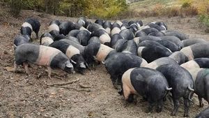 Ultimii 3.000 de porci / Cinta Senese, o rasă asemănătoare cu Mangalița, e aproape de dispariție în Italia / Animalele amenințate de pesta porcină ar putea fi trimise pe o insulă