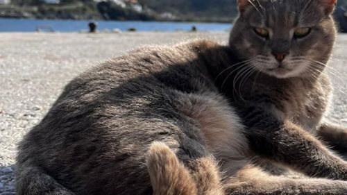 Iubești pisicile? Iată cum poți fi mereu în preajma lor și să ai parte și de o vacanță de vis: Paradisul pisicilor din Grecia, locul unde poți sta gratis dacă ai grijă de ele / Totul despre programul Syros Cats (FOTO)
