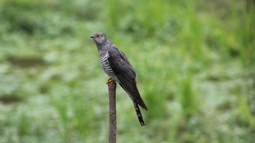 Dovezi ale coevoluţiei, un fenomen care stimulează biodiversitatea pe Terra, descoperite de un studiu australian