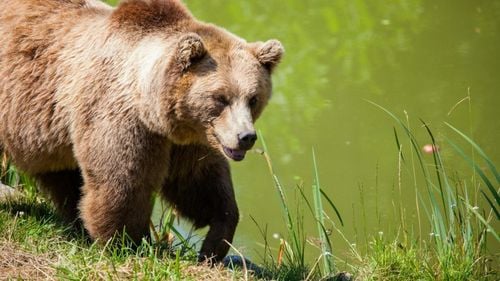 Ursul de la Ciolpani, în apropiere de București, a fost văzut din nou / Jandarmeria monitorizează zona