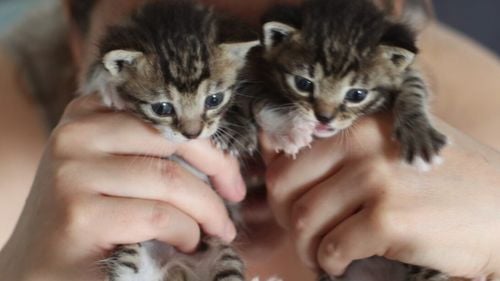 Ce faci când ți-ai umplut casa cu pisici și continui să le salvezi: Cinci lucruri esențiale la care trebuie să te gândești înainte să mai pleci cu una de pe stradă / Soluții ca să nu te învinovățești