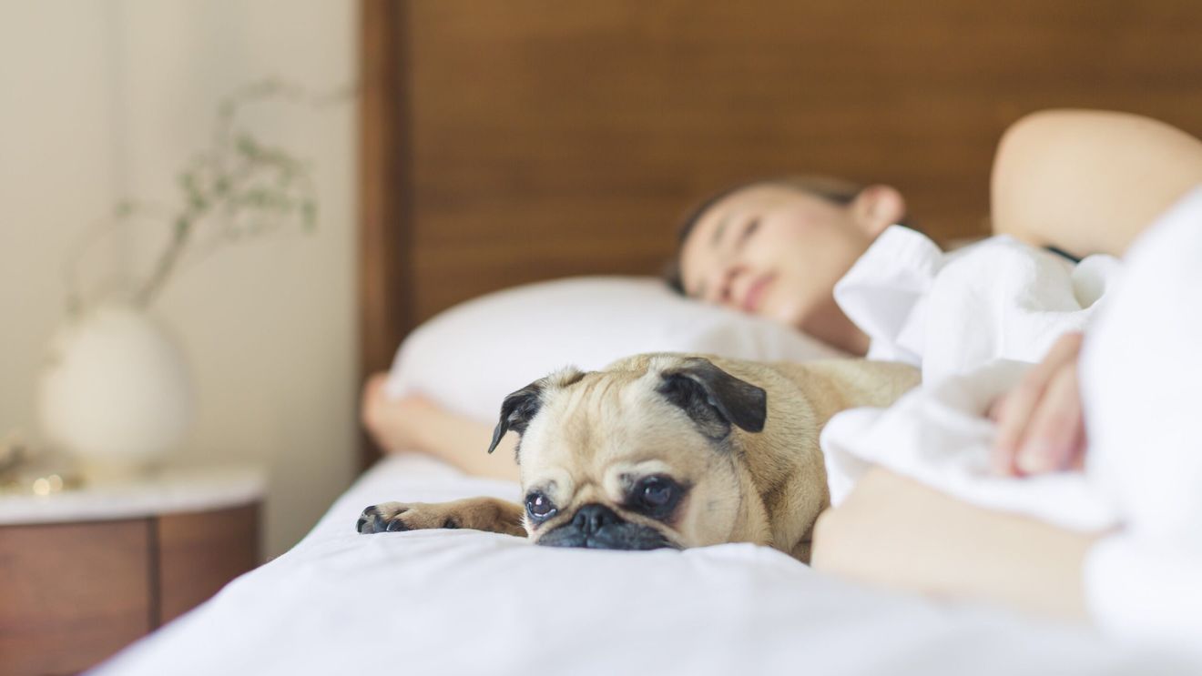 Este bine sau nu să dormi cu animalul de companie în pat? Ce spun specialiștii