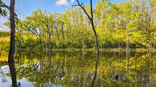 Senatul a adoptat amendamentele pentru Centura verde București-Ilfov, anunță platforma civică inițiatoare a proiectului / Va fi permis accesul liber în păduri pentru recreere